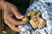 A truffle hunter presenting white Alba truffles