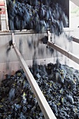 Pinot noir grapes being tipped into a destemming machine
