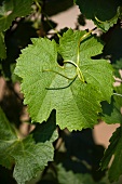 A vine leaf on a vine (cultivar: Zweigelt)