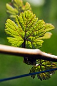 A Räuschling vine shoot