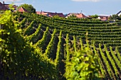 Chorb vineyard (Rheinau, Switzerland)