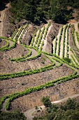 Terraces of vineyards in the wine growing region of Priorat, Catalonia