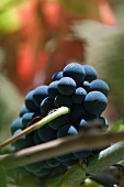 Sagrantino grapes form the Montefalco region (Umbria)