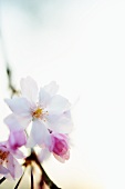 Weeping Cherry Tree Blossom
