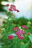 Blühende Schafgarbe im Garten