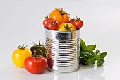 Fresh tomatoes in a tin