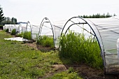 Sorghum plants in green houses