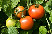 Tomatoes on a plant (close-up)