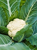 A cauliflower