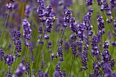 Lavender flowers and a bee