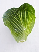 A wet white cabbage leaf