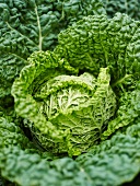 A savoy cabbage (close-up)