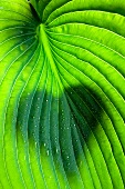Pflanzenblatt mit Wassertropfen & Herz-Schattenbild
