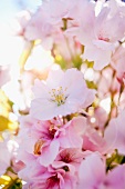Cherry blossom (close-up)