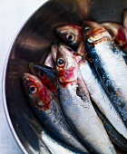 Sardines in a stainless steel bowl