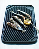 Grilled sardines