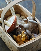 Assorted mushrooms in a basket