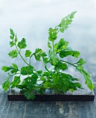 Chervil