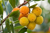 A strawberry tree with fruit (close-up)