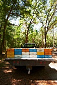 Many Bee Hives on the Back of a Pickup Truck