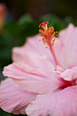 Pink Hibiscus Flower; Close Up