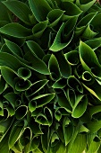 Hosta Leaves