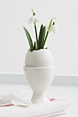 Snowdrops in Easter egg standing in egg cup