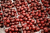 Containers of Organic Sweet Red Cherries at Farmers Market