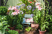 Lilies, agapanthus, tomato plants and lettuce in terracotta pots on terrace