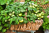 Unripe tomato plants in a plant basket