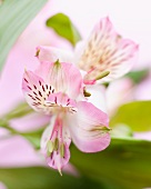 Pink and white flowers