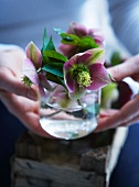 Flowering hellebores in a jar