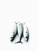 Three mackerel