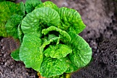 Organic lettuce in a garden
