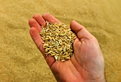A handful of natural rice