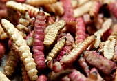 Raw maguey worms