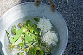 Wasserpflanzen und Pfingstrosenblüten im Zinkeimer