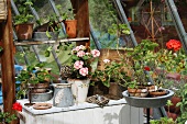 Geraniums in a greenhouse