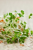 Fresh lentil sprouts