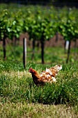 A free range hen in a vineyard