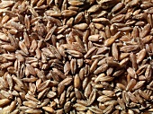Tritordeum (a barley-wheat cross)
