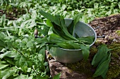 Collecting wild garlic in the forest