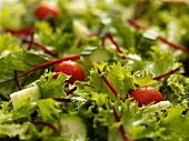 Blattsalat mit Kirschtomaten und Gurke (Close Up)