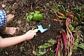 Small child gardening