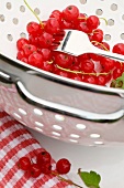 Red currants in a colander