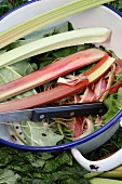 Rhubarb, partially peeled, in a colander