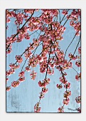 Rosafarbene Kirschblütenzweige (Verfremdet)
