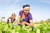 Frauen arbeiten auf einem Gemüsefeld