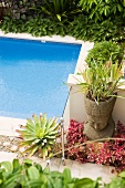 Succulents around pool in Mediterranean garden with meditative atmosphere
