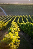 A vineyard in Deutschkreutz, Austria